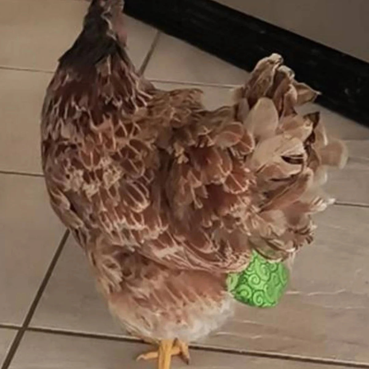 Chicken Diapers