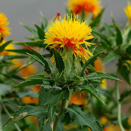 Safflower Seeds, 10 lbs