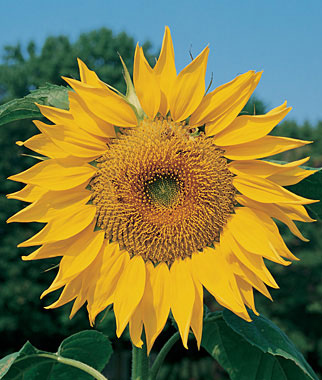 Dried Sunflower Pod (Grown Organically)