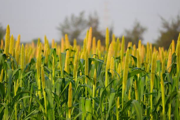 White Millet (5 lbs)