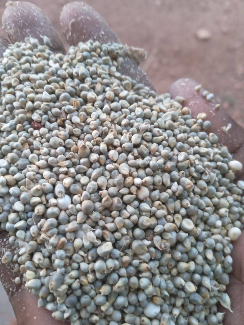 White Millet (5 lbs)
